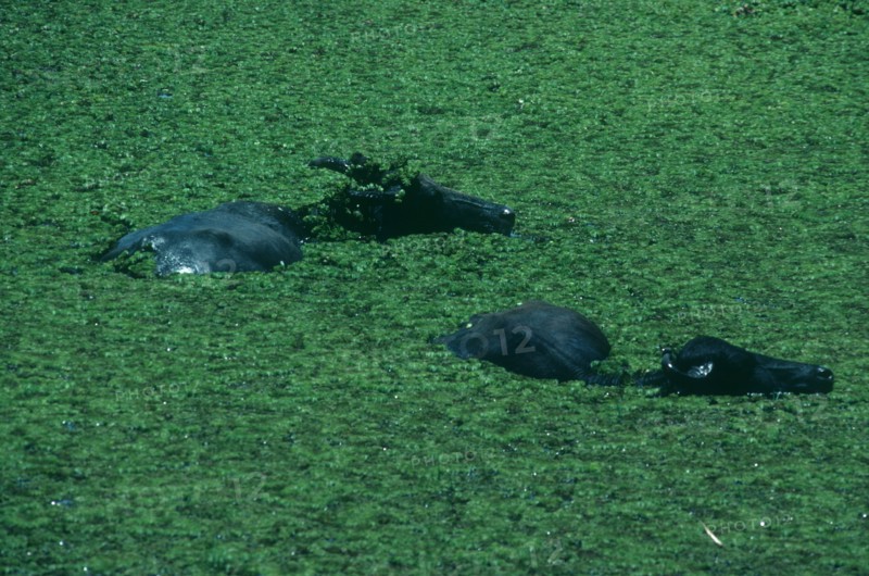SRI LANKA, Yala National Park, Two wild Water Buffaloes submerged in water with a covering of green water plants