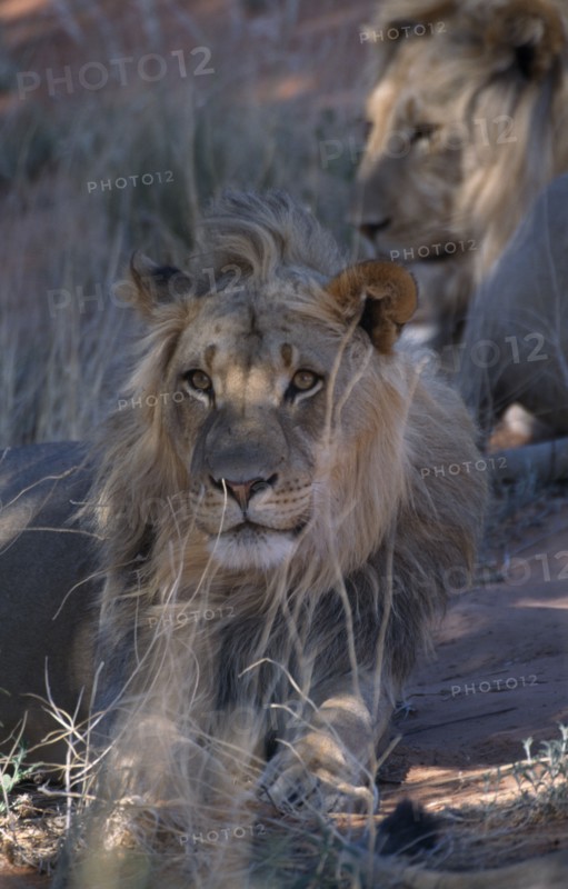 ANIMALS, Big Game, Lions, Portrait of a Kalahari Lion ( Panthera leo ) lying down.
