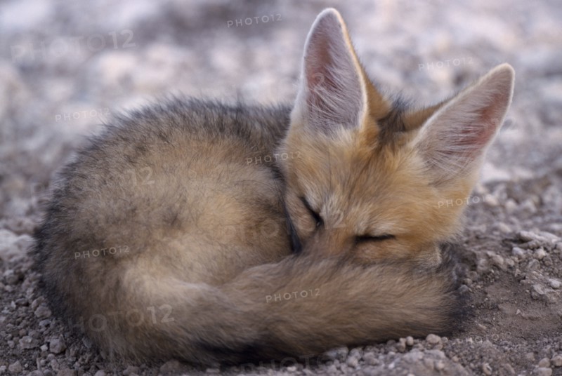 ANIMALS, Wild Dogs, Foxes, Cape Fox ( Vulpes chama ) curled up in a ball on the ground.