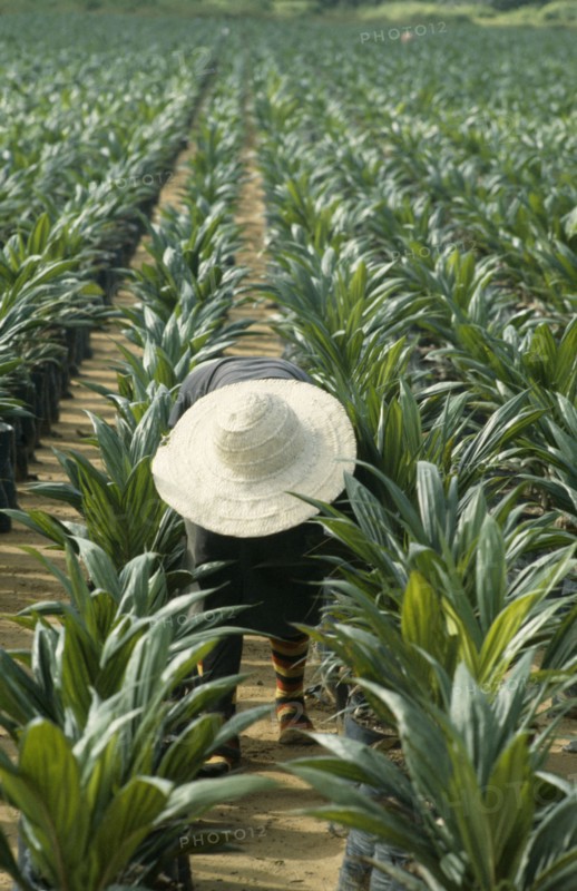 NIGERIA, Agriculture, Man tending young palm oil trees