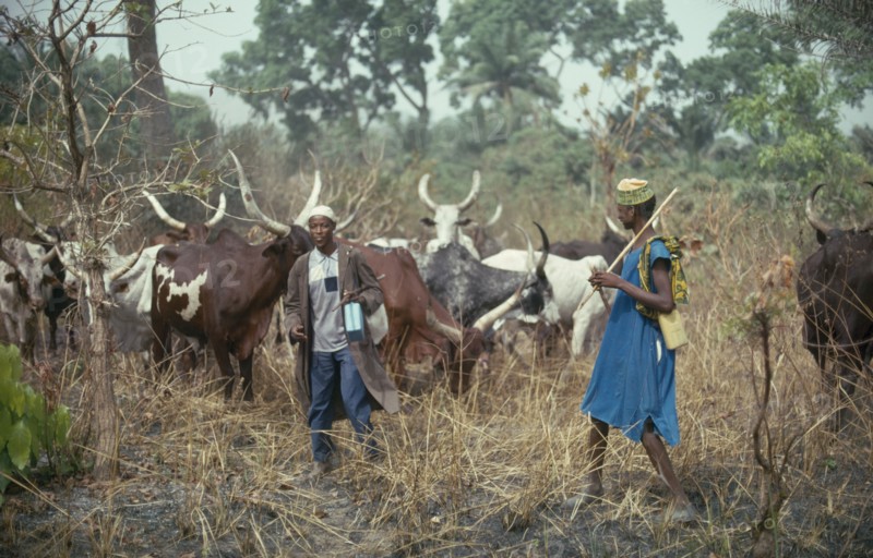 NIGERIA, Farming, Fulani herdsmen with longhorn cattle