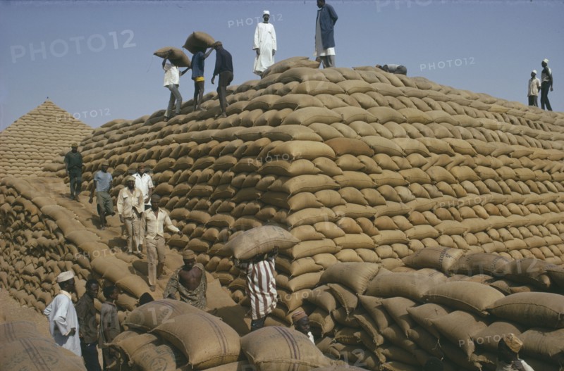 NIGERIA, Kano, Men stacking sacks of groundnuts to create a large pyramid