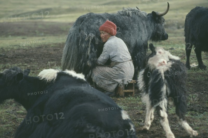 MONGOLIA, Agriculture, Woman milking yak in summer upland pasture