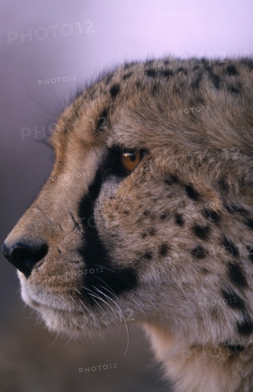 ANIMALS, Big Cats, Cheetah, Close up profile shot of a cheetah in Namibia.