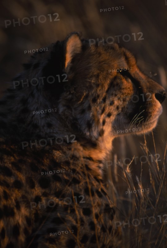 ANIMALS, Big Cats, Cheetah, Close up profile of cheetah in evening light in Namibia.