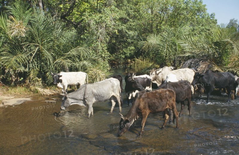 BURKINA FASO, Banfora, Group of cattle standing in water