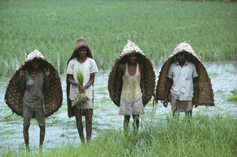 INDIA, Maharashtra, Monsoon, "Adivasi workers in flooded rice paddy fields wearing woven capes as protection from the monsoon rain. Adivasi tribal group, the word Adivasi means 'original inhabitants' in Sanskrit"