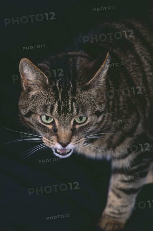 DOMESTIC ANIMALS, Cat, Portrait, Tabby cat against black background