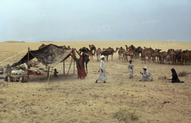 MIDDLE EAST, Bedouin, Bedouins setting up camp with camel herd in the background