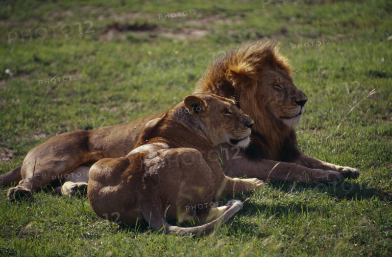 KENYA, Animals, Lion, Pair of lions lying together