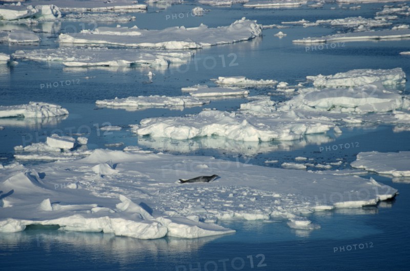 ANTARCTICA, Ross Sea, Seal on floating pack ice