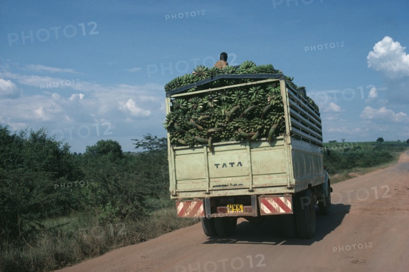 UGANDA, Farming, Transporting bananas by truck on road near Mbarara