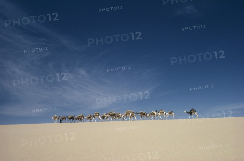 NIGER, Desert, Camel train on ridge of sand dune