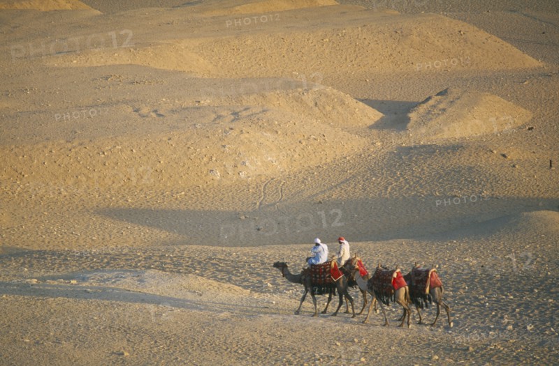 EGYPT, Cairo Area, Giza, Camel train returning from the Pyramids