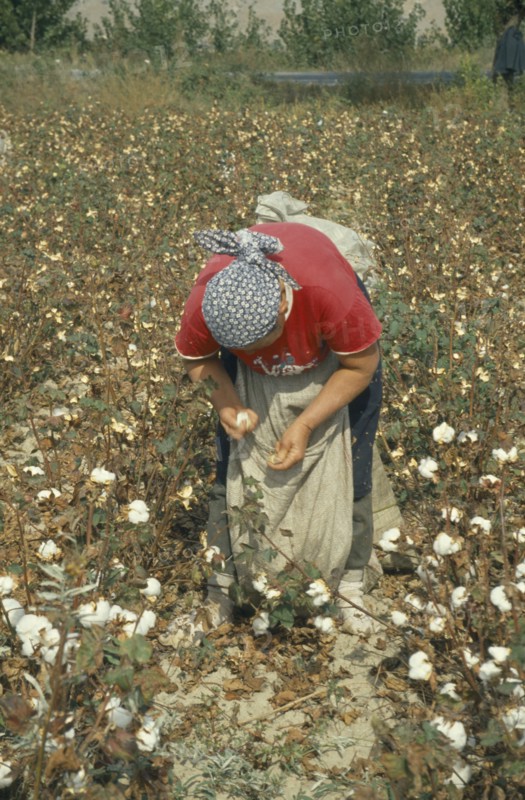 GREECE, Thessalia, Larisa, Women picking cotton.