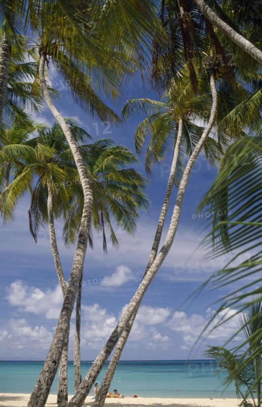 MARTINIQUE, Ste Anne, People on white sand beach with palm trees in the foreground.