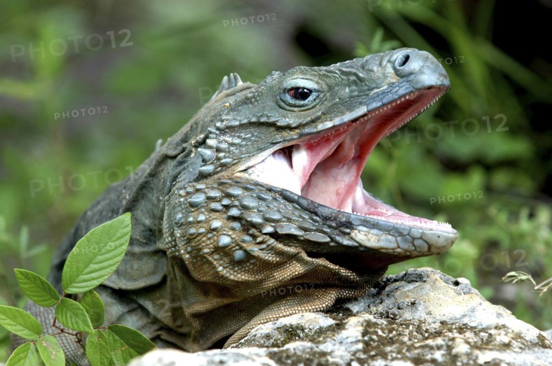 WEST INDIES, Cayman Islands, Close up profile shot of a lizard with its mouth open
