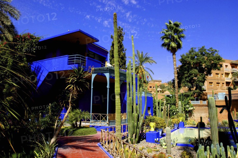 MOROCCO, Marrakech, Majorelle Jardin. Bright blue building with cactus and palm tree borders
