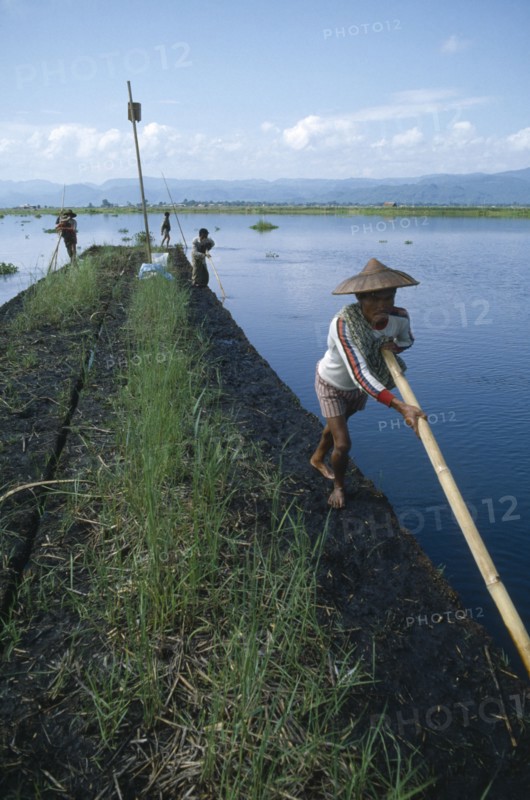 MYANMAR, Inle Lake, People propelling floating gardens through water using bamboo poles.
