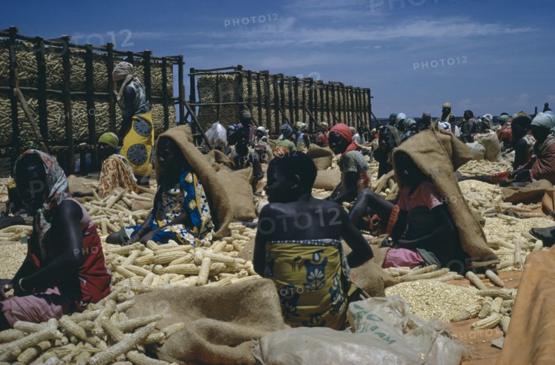 TANZANIA, Farming, Women workers sorting maize.