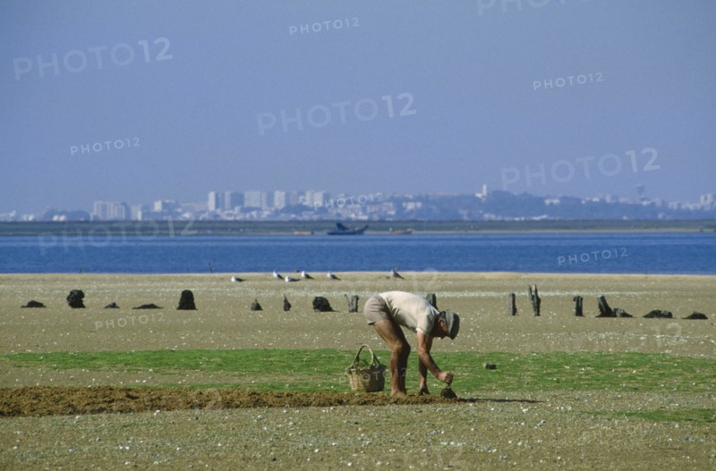 PORTUGAL, Algarve, Culatra Island, Man digging for shellfish on sandy island with Faro cityscape in the distance