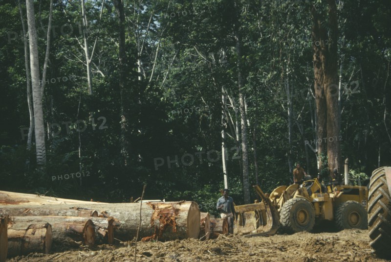 GABON, Ndjole, Industry, Row of trees cut down by loggers for the timber industry