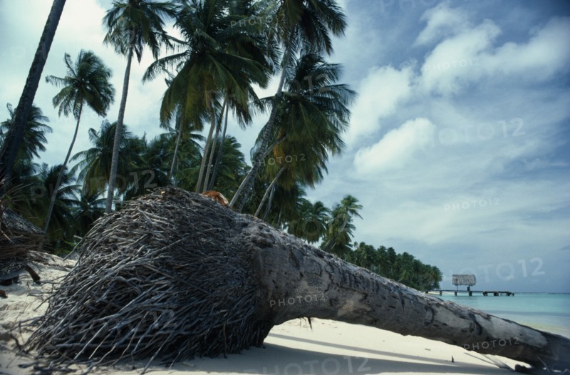 WEST INDIES, Tobago, Trees, Palm tree on beach uprooted by wind.  Cropped view showing lower trunk and root ball.