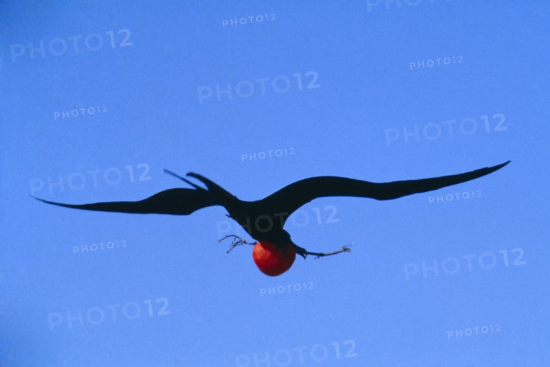 ECUADOR, Galapagos Islands, Male Frigate bird flying through blue sky