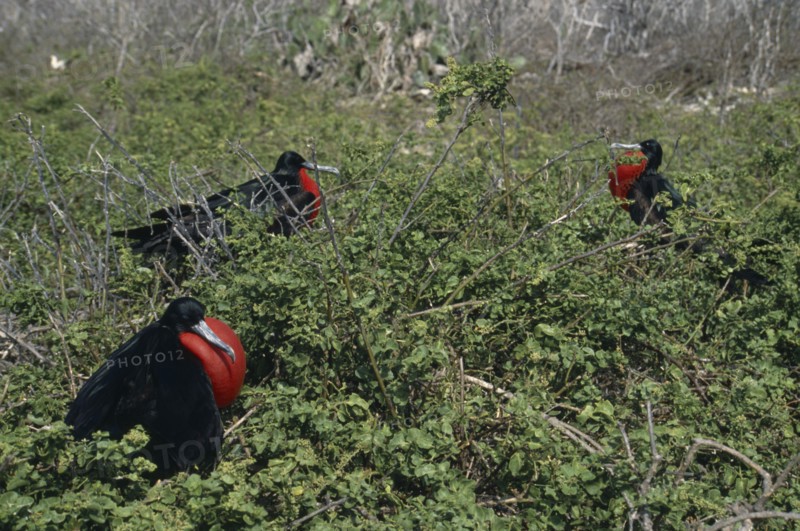 ECUADOR, Galapagos Islands, Tower Island, Male Frigate birds sitting among bushes