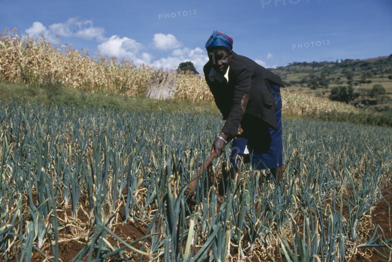 KENYA, Farming, Woman hoeing in onion field.