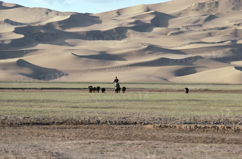 MONGOLIA, Hungui River Valley, Horseback rider driving herd of cows home against a backdrop of sand dunes