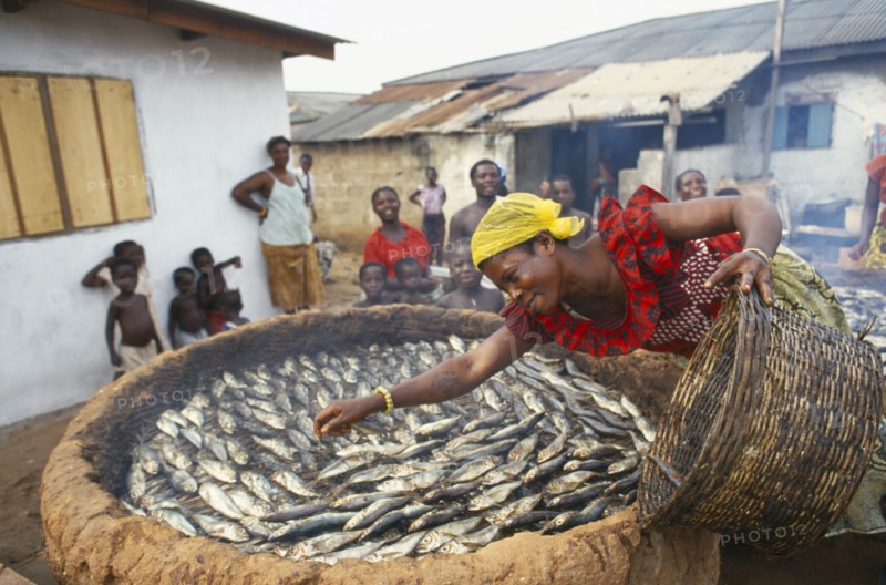 GHANA, Near Accra, Woman spreading small fish in a large basket for smoking