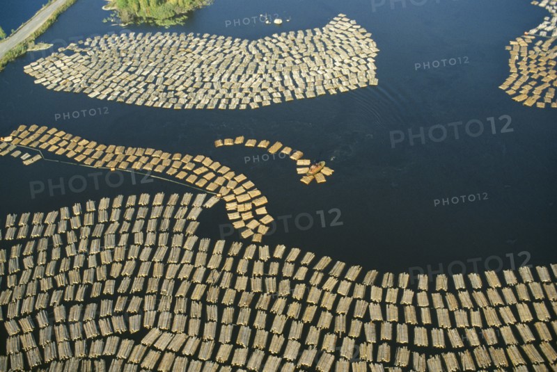 FINLAND, Lake Saimaa, Large expanse of cut timber from logging industry floating on lake surface.