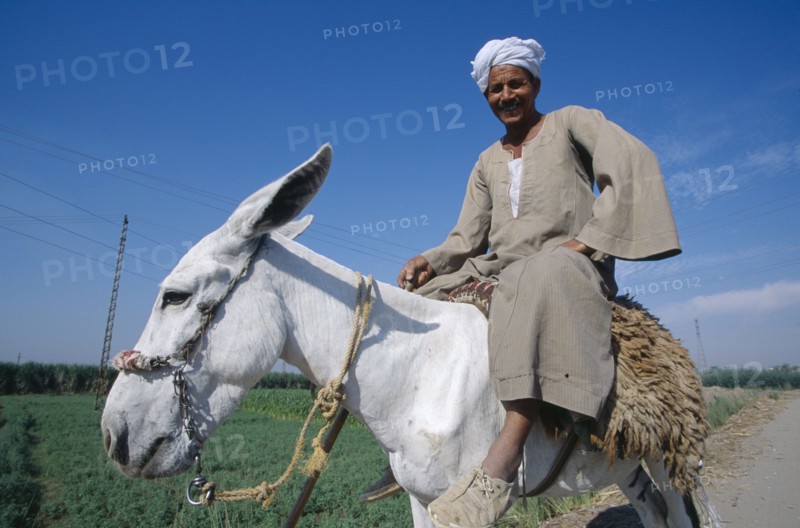 EGYPT, Nile Valley, Luxor, Cropped view of man riding donkey.