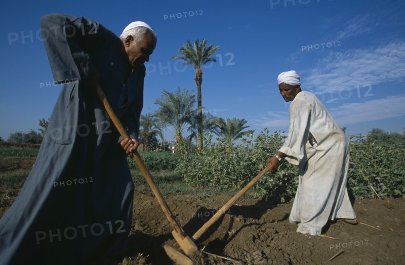 EGYPT, Nile Valley, Luxor, Two men tilling field by hand in preparation for crop of maize or sugar cane.