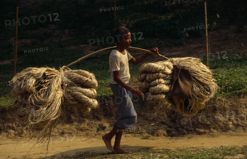 BANGLADESH, Chittagong, Sylhet, Man carrying bundles of jute fibre attached to each end of a pole held over his shoulder.