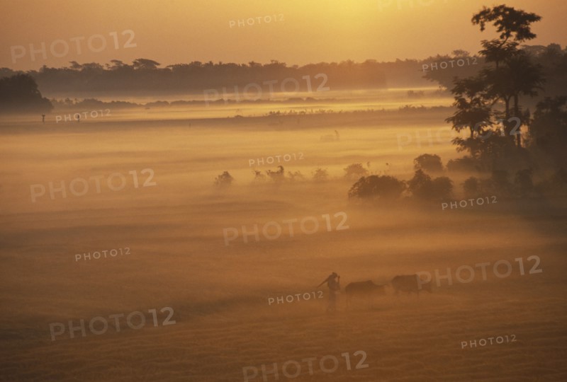 BANGLADESH, Hatiya, Farmer with cows in early morning mist at sunrise.