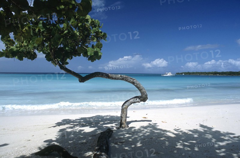 CUBA, Holguin, Guardalevaca, Single tree on sandy Pesquero beach near the waters edge that has been shaped by the wind and environment