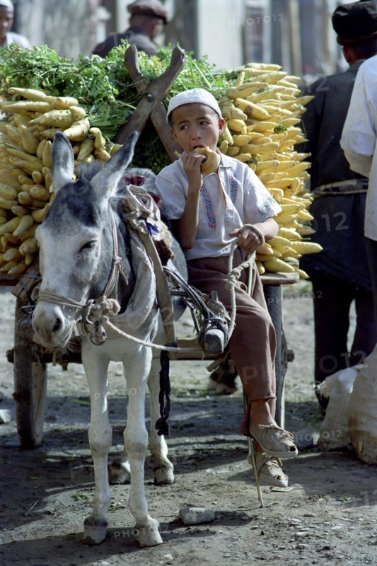 CHINA, Xinjiang, Kashgar, Young boy eating and sitting on a donkey pulled cart loaded with Parsnips