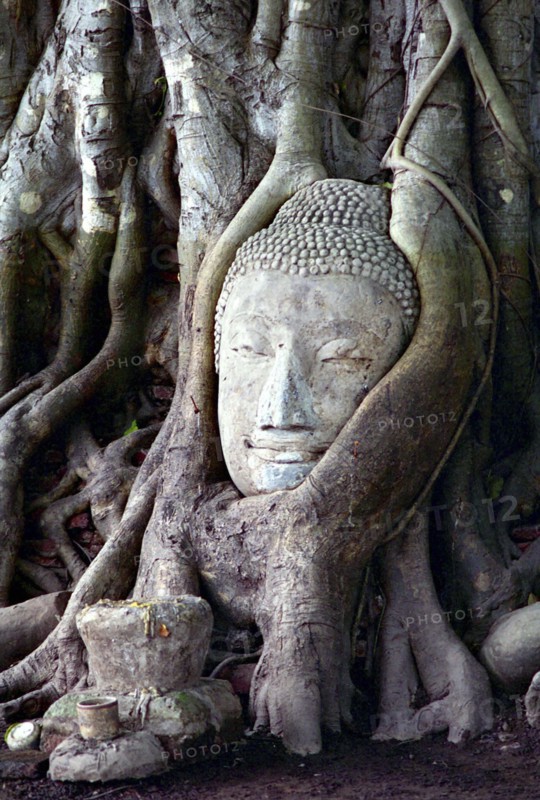 THAILAND, Ayutthaya, Buddha head statue grown into a tree trunk originally placed there by a monk during the battles with Myanmar in which many Buddhist statues were beheaded