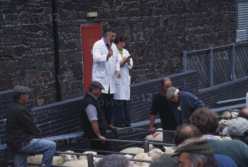 WALES, Gwynedd, Dolgellau, View over tightly packed sheep in a pens toward auctioneer at the weekly sheep fair