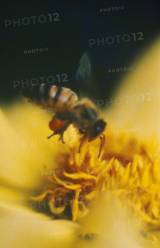 INSECTS, Bees, Honey bee collecting pollen from a yellow flower