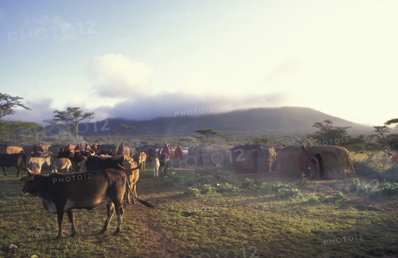 KENYA, , A maasai moran village in the early morning. The cattle  live in the centre of the corral of huts and are the centre of the community.