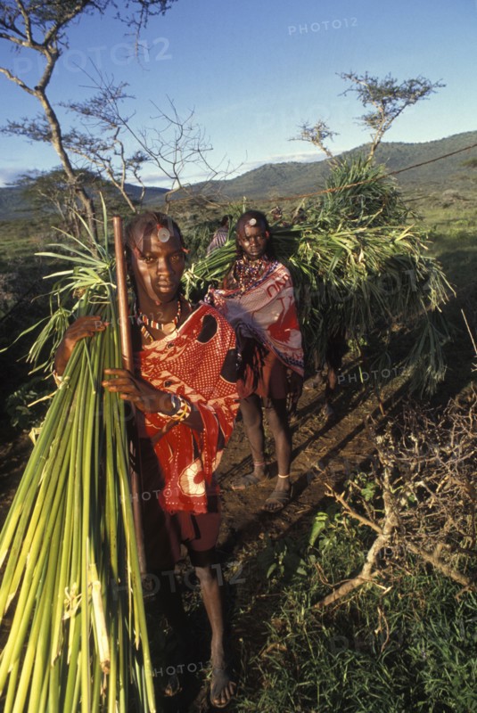 KENYA, Kajiado, Maasai moran or young warriors bring freshly cut reeds for the meat to be placed on at the start of a meat feast  which is part of  the initiation ceremony that will bring them into manhood.