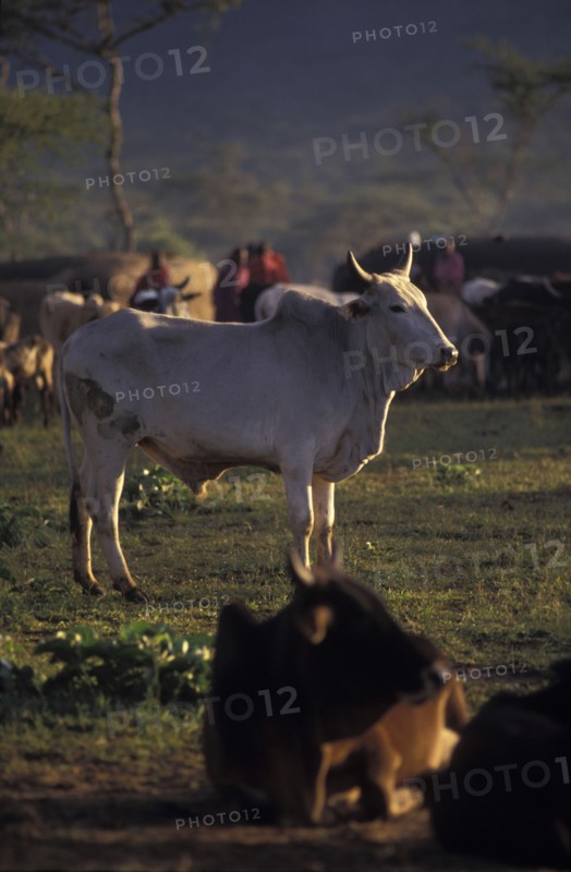 KENYA, Kajiado, A sacrificial bull. The bull will be slaughtered as part of an intiation ceremony which will bring the Maasai Moran into manhood.