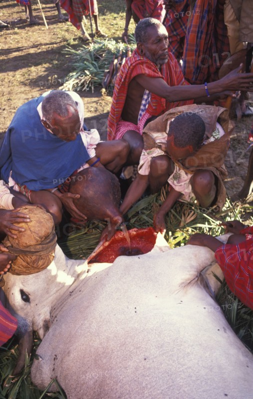 KENYA, Kajiado, A sacrificial cow is suffocated to death at the beginning of an initiation ceremony that will bring the young Maasai Moran young warriors into manhood. The neck is slit and blood is drunk fresh after the animal has died.
