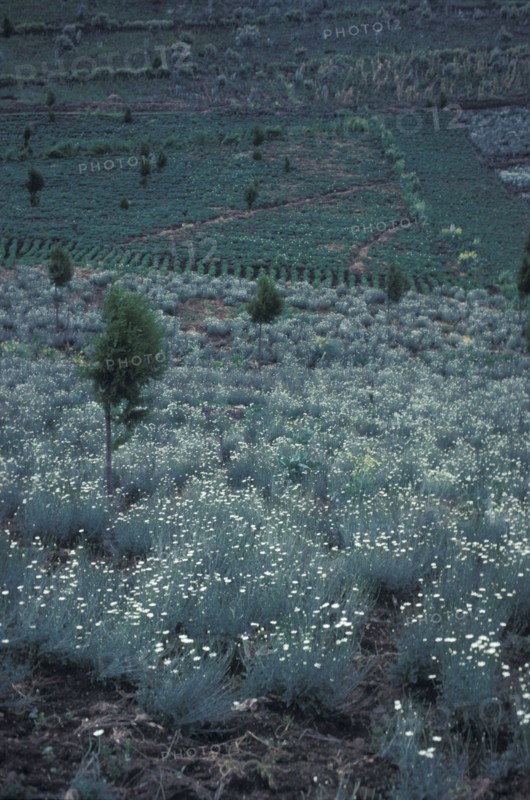 KENYA, , Pyrethrum daisies growing in central Kenya. This natural insecticide is grown in great quantities in Kenya and the  country generates 70% of the worlds production.