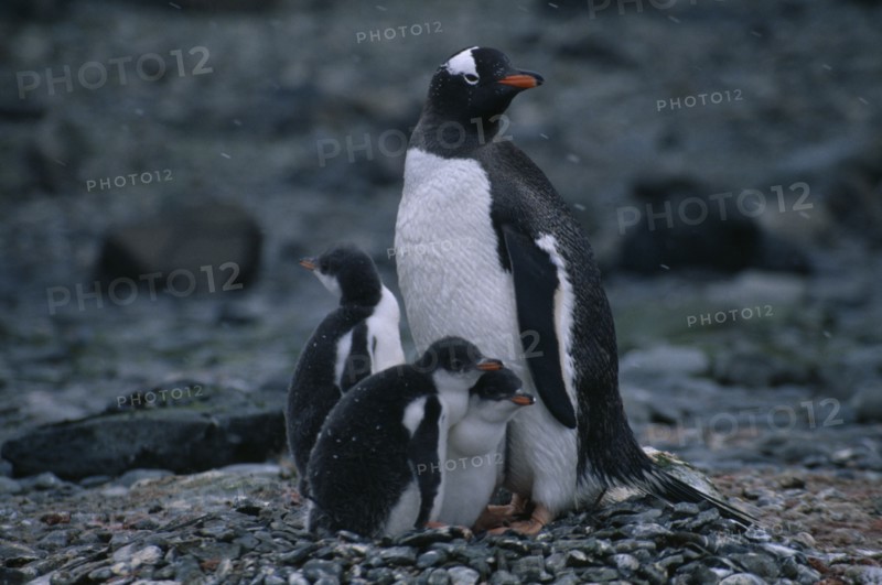 ANTARCTICA, Ardley Island, View of a Gentoo Penguin with three chicks