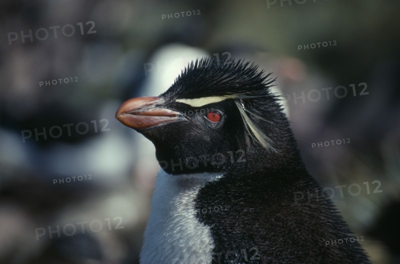 FALKLAND ISLANDS, West Point Island, Rockhopper Penguin or Eudyptes Crestatus.