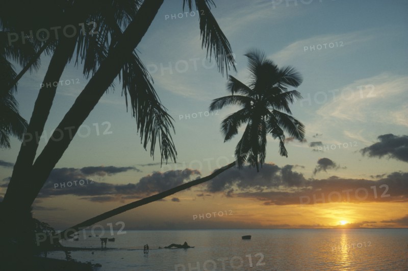 MAURITIUS, Sunset, Beach with palm trees back lit by setting sun.